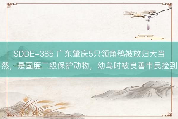 SDDE-385 广东肇庆5只领角鸮被放归大当然，是国度二级保护动物，幼鸟时被良善市民捡到